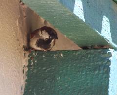 Passer domesticus indicus