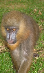 Mandrillus leucophaeus