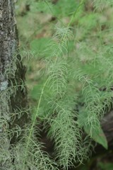 Asparagus schoberioides