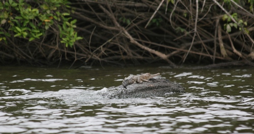 Central African slender-snouted crocodile