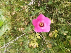 Modiolastrum gilliesii