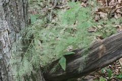 Asparagus schoberioides