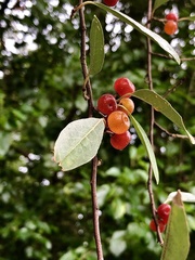 Elaeagnus umbellata