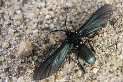 Macrocneme leucostigma