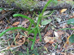 Phlegmariurus gnidioides