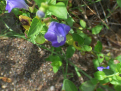 Scutellaria potosina