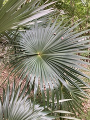 Coccothrinax alta