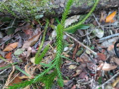 Phlegmariurus gnidioides