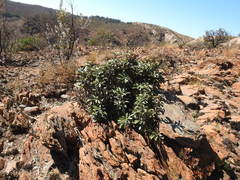 Englerophytum magalismontanum
