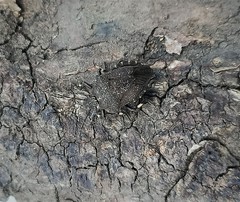 Rhacognathus punctatus