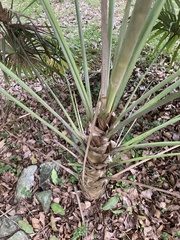 Coccothrinax alta