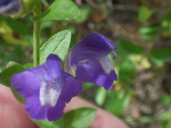 Scutellaria potosina