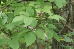 Eleutherococcus sessiliflorus