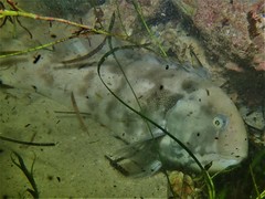 Notolabrus parilus