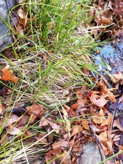 Carex bolanderi