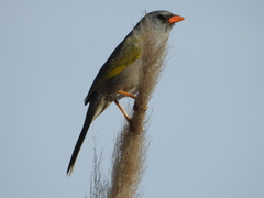 Embernagra platensis