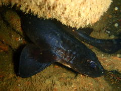 Haploblepharus pictus