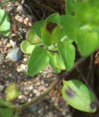 Scutellaria potosina