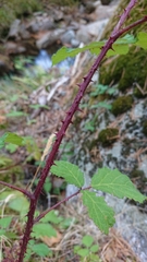 Rubus carpetanus