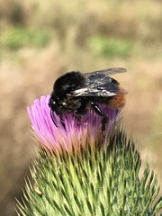 Bombus confusus confusus