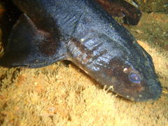 Haploblepharus pictus