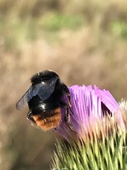 Bombus confusus confusus