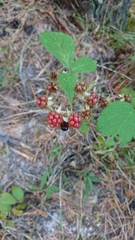 Rubus carpetanus