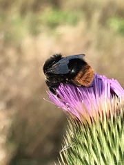 Bombus confusus confusus