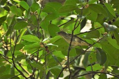 Dicaeum agile modestum