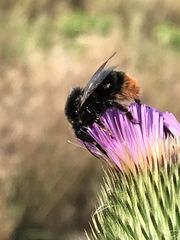 Bombus confusus confusus