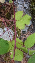 Rubus carpetanus