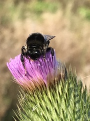 Bombus confusus confusus