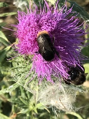 Bombus confusus