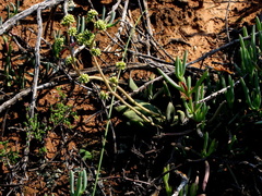 Crassula cotyledonis