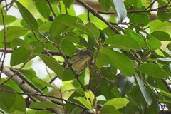 Dicaeum agile modestum