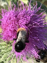 Bombus confusus