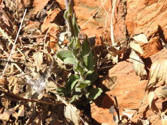 Pseudopegolettia tenella