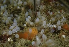 Pycnoclavella