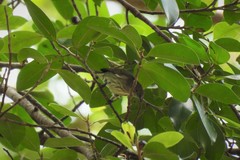 Dicaeum agile modestum