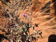 Pseudopegolettia tenella