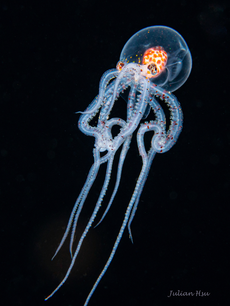 Photo of Wunderpus octopus (Wunderpus photogenicus)