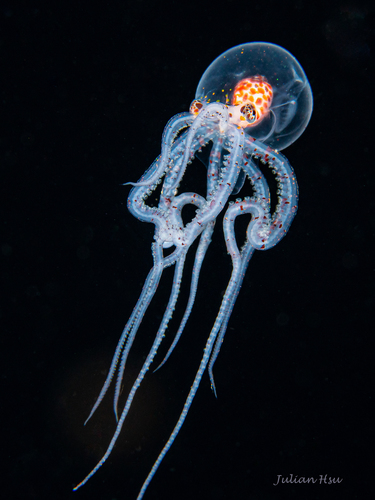 Photo of Wunderpus octopus (Wunderpus photogenicus)