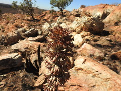 Kalanchoe thyrsiflora