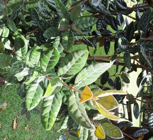 Eugenia tinifolia