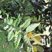 Eugenia tinifolia - Photo Abu Shawka, sin restricciones conocidas de derechos (dominio público)