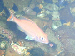 Pterogymnus laniarius