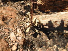 Kalanchoe thyrsiflora