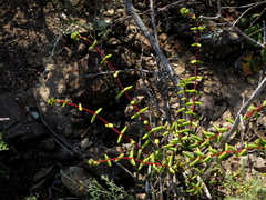 Crassula subaphylla subaphylla