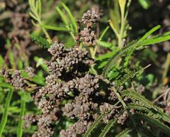 Dasineura rubiformis