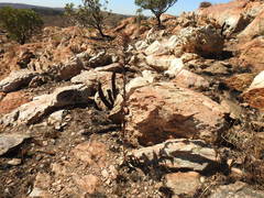 Kalanchoe thyrsiflora